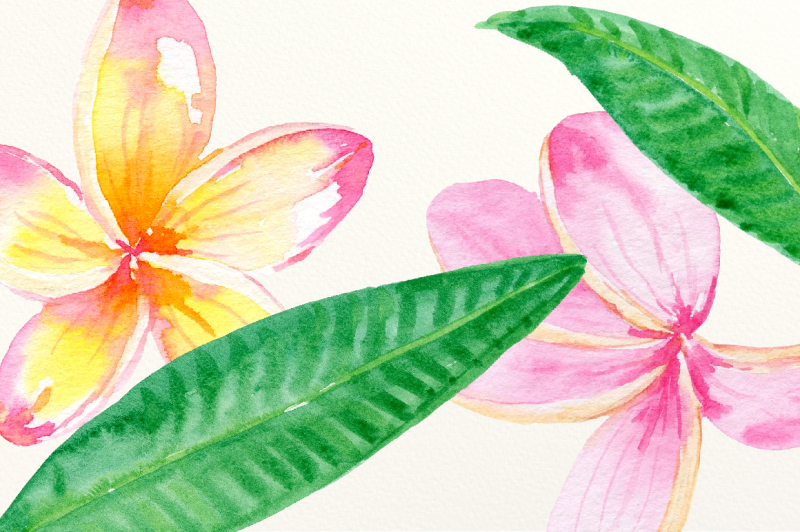 pink-frangipani-clip-art-watercolor-3