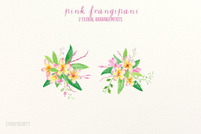 pink-frangipani-clip-art-watercolor-3
