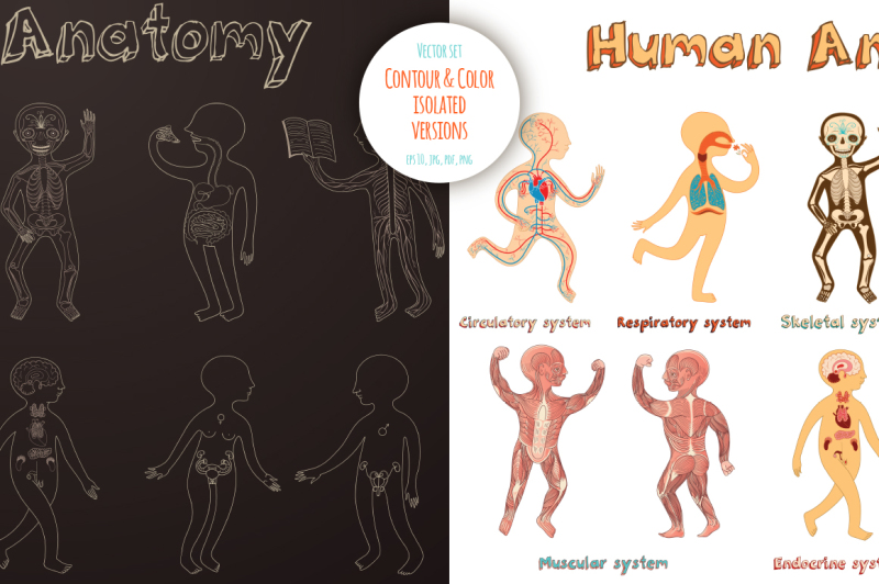 human-anatomy-for-kids
