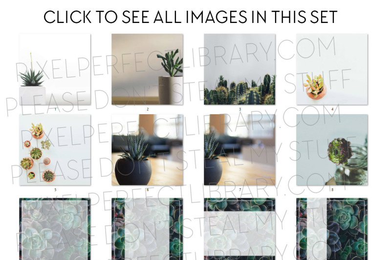 succulent-image-pack-volume-one