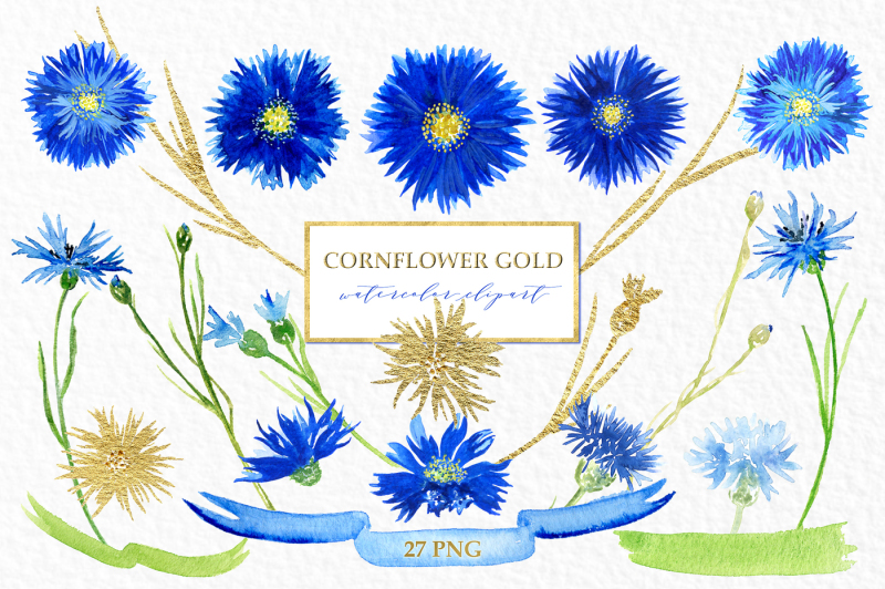 cornflower-gold-watercolor-clipart