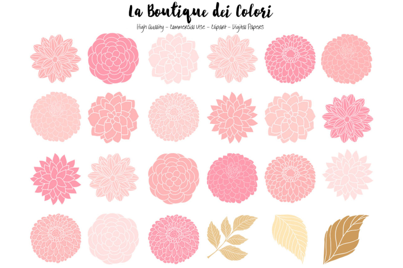 pink-and-gold-dahlia-flowers-clipart