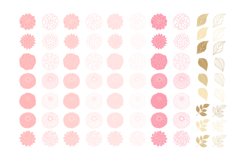 pink-and-gold-dahlia-flowers-clipart