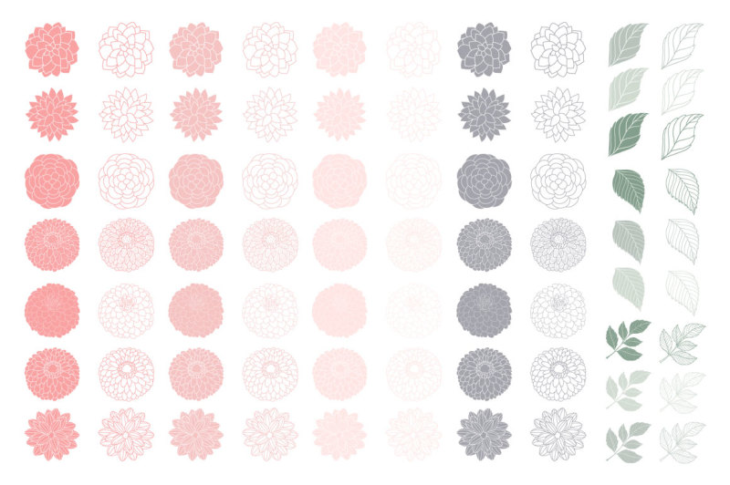 pink-and-grey-dahlia-flowers-clipart