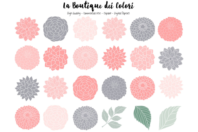 pink-and-grey-dahlia-flowers-clipart