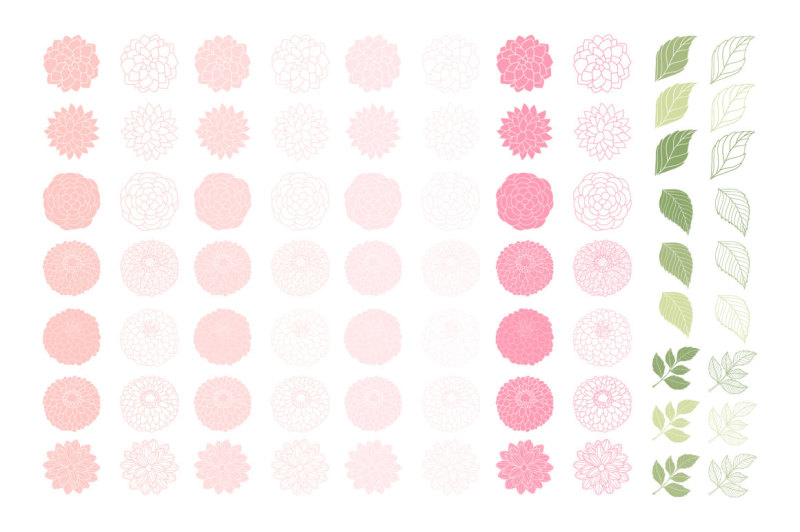 soft-pink-dahlia-flowers-clipart