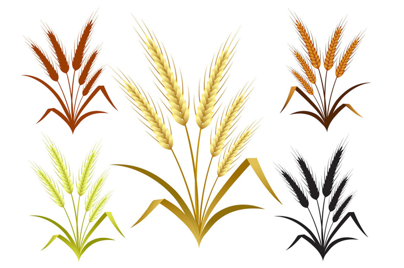ears-of-wheat-rye-or-barley-decorate-element-set