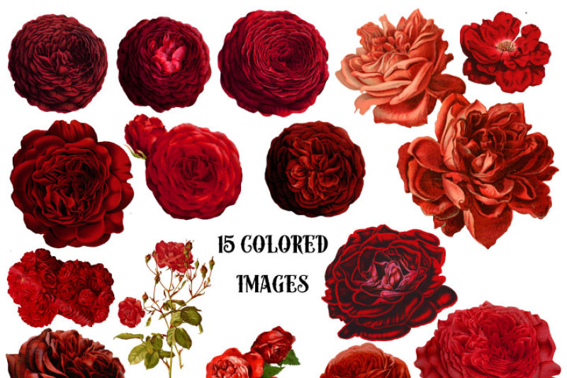 vintage-watercolor-red-roses-clipart