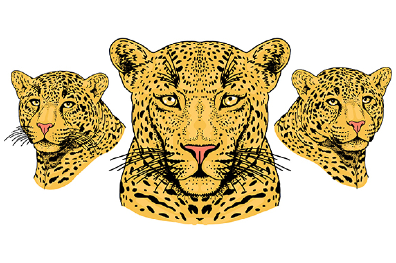 leopard-set