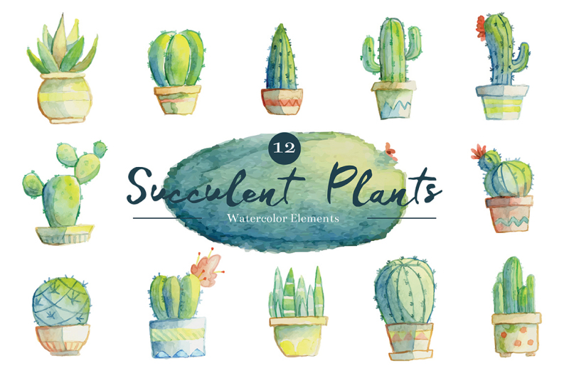 succulent-plants