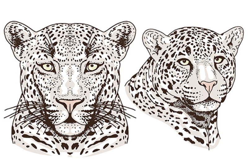 white-leopard