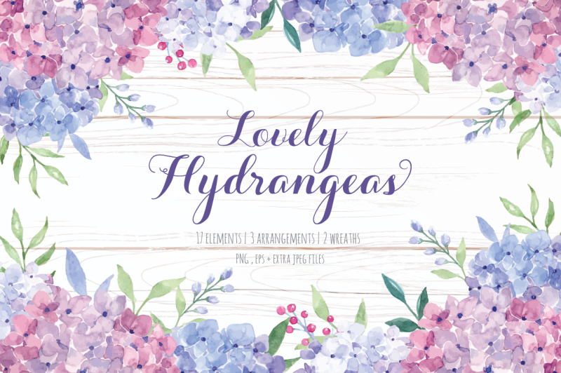 lovely-hydrangeas