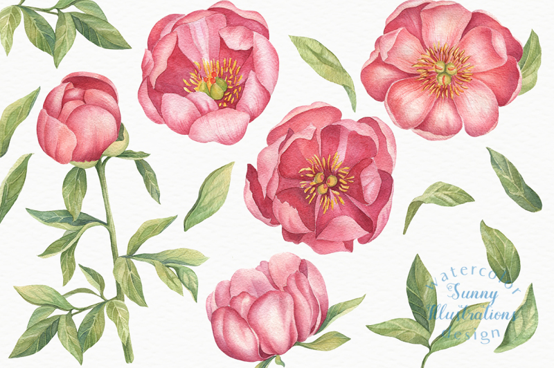 pink-peonies-watercolor-set