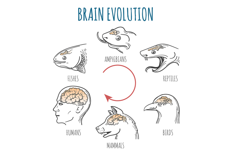 brain-evolution-illustration