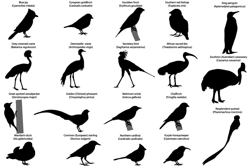 silhouettes-of-birds