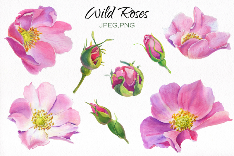 aroma-of-wild-roses-watercolor-set
