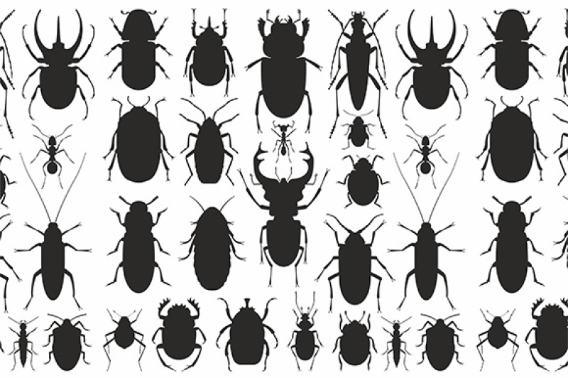 beetles-set