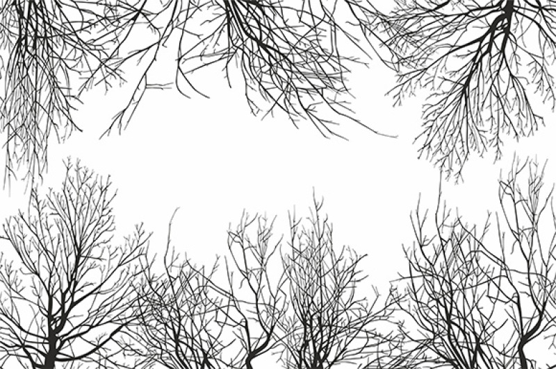trees-view-from-below