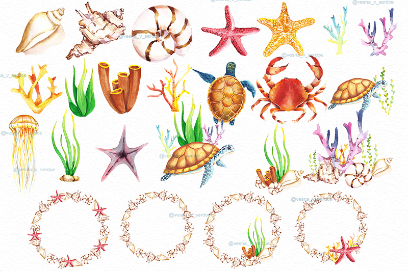 underwaters-sea-seashells-summer-clipart