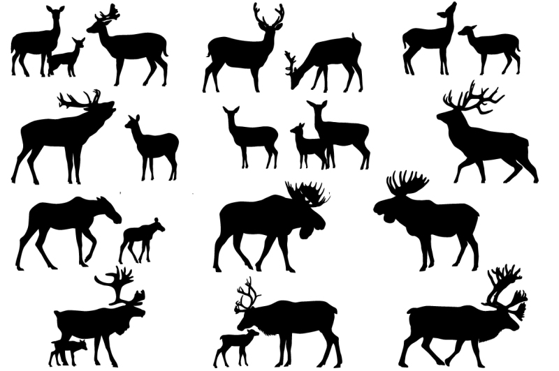 deer-family