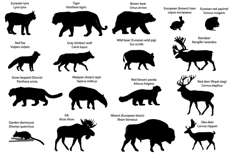 silhouettes-of-animals-of-eurasia