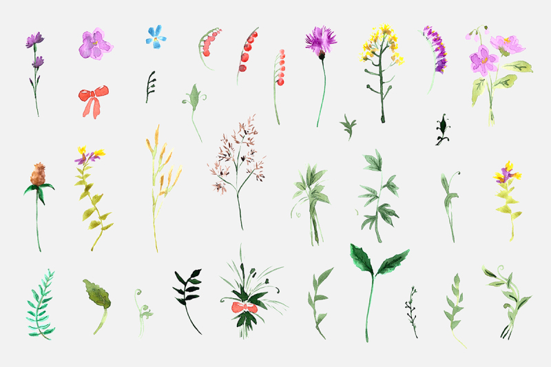 wild-flowers-collection