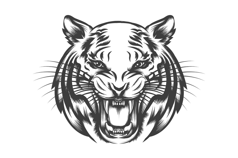 roaring-tiger-head-drawn-in-tattoo-style-isolated-on-white