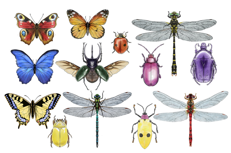 hand-drawn-watercolor-painted-insects