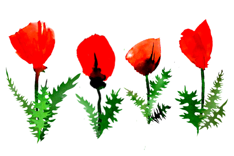 poppy-flowers-watercolor-set