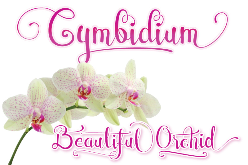 cymbidium-script