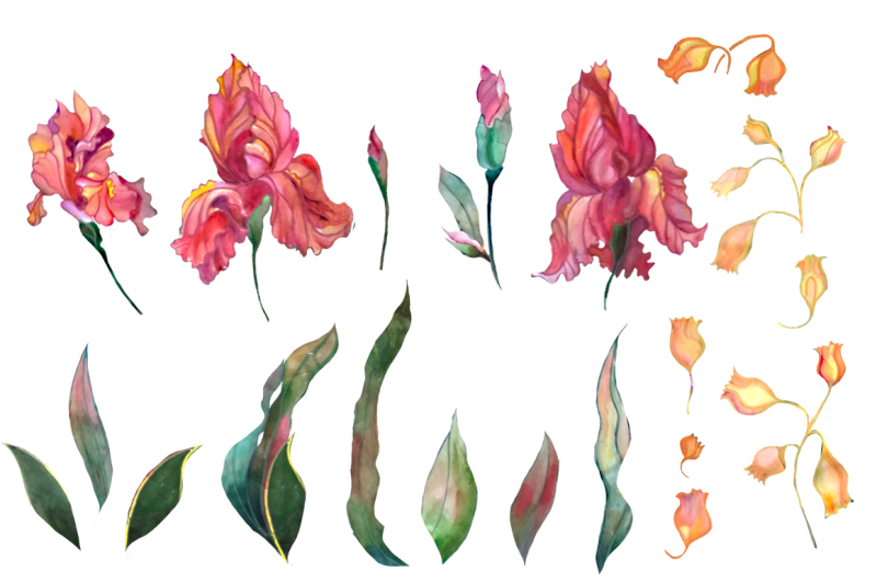 watercolor-iris-flowers-set