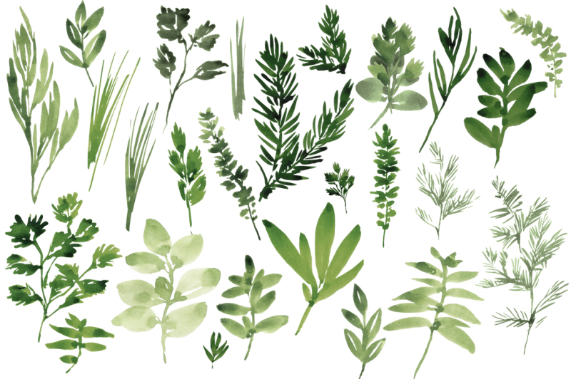 watercolor-herbs-set