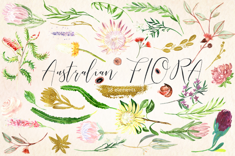 australian-flora-watercolor-clipart