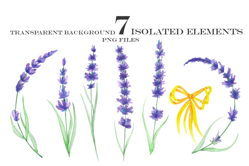 lavender-flowers-watercolor