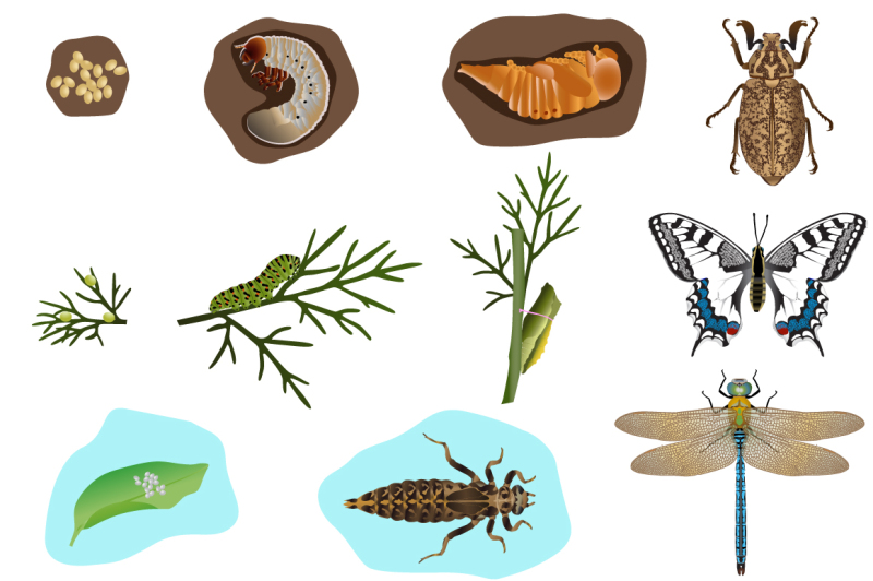 metamorphosis-of-insects