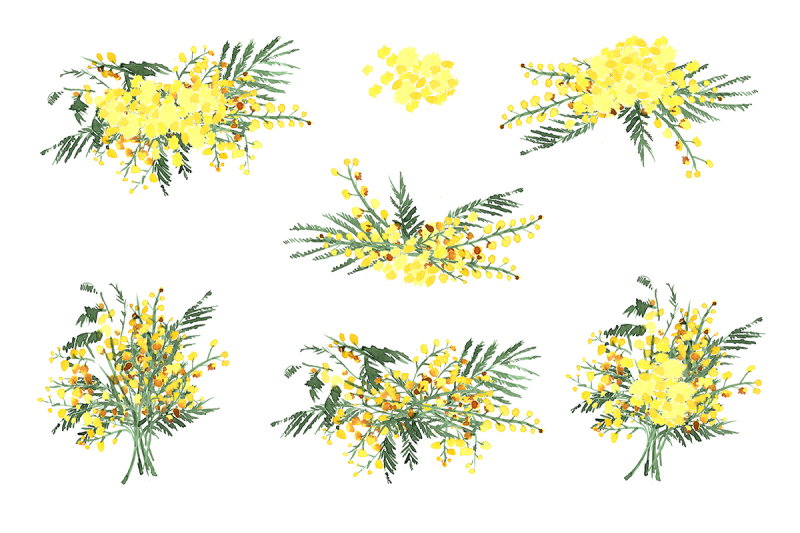 mimosa-flowers-watercolor-clipart-hand-drawn-mimosa-yellow-wedding-flowers-logo-blog-flower-watercolor-clipart-hand-painted-graphics
