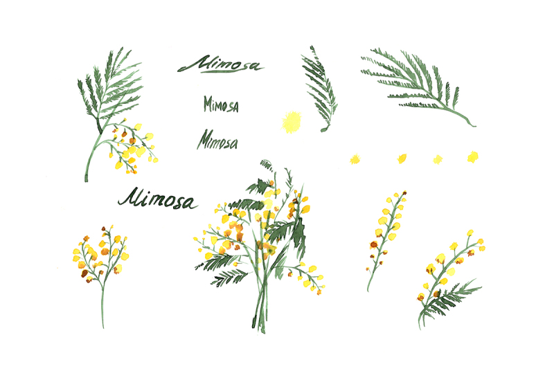 mimosa-flowers-watercolor-clipart-hand-drawn-mimosa-yellow-wedding-flowers-logo-blog-flower-watercolor-clipart-hand-painted-graphics