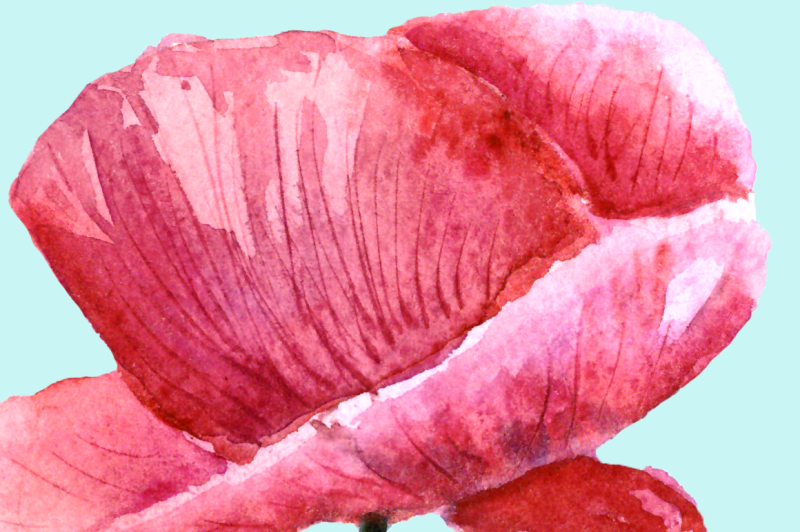 watercolor-summer-poppies-clip-art-bonus-wreath-and-border
