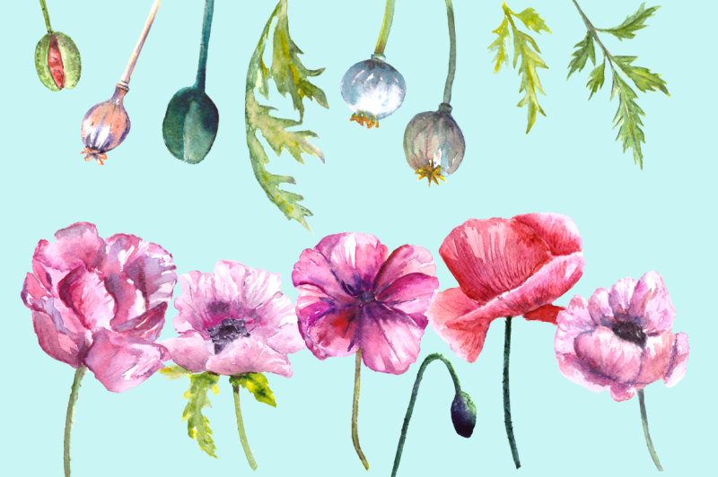 watercolor-summer-poppies-clip-art-bonus-wreath-and-border