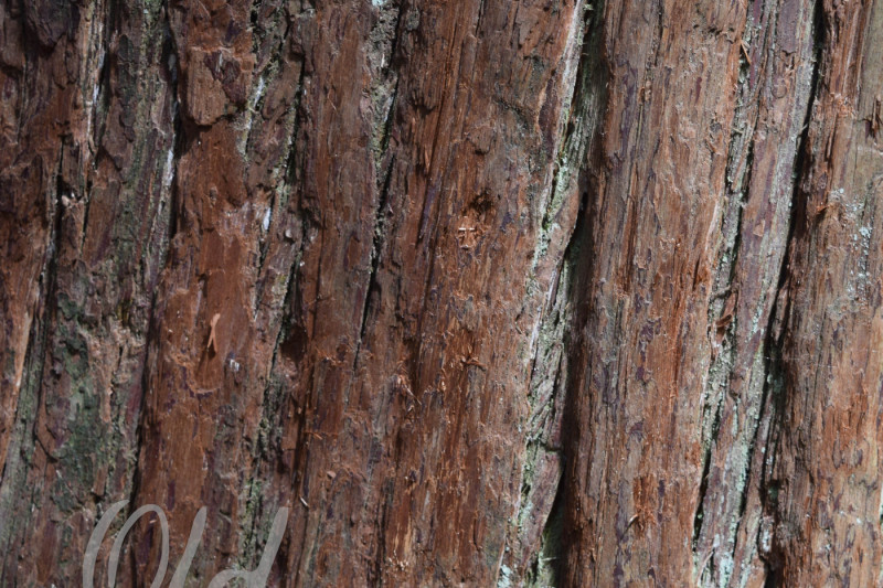 tree-bark-textures-digital-paper