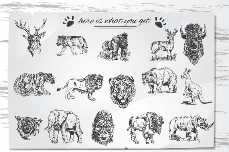 hand-drawn-wild-animals