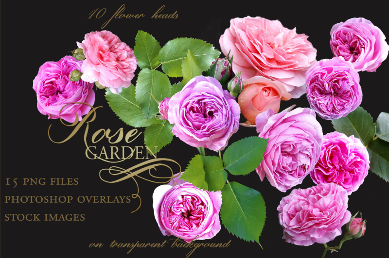 rose-garden-ps-rose-garden-stock-images-ps-overlaysoverlays