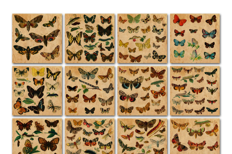 vintage-butterfly-scientific-plates-digital-paper