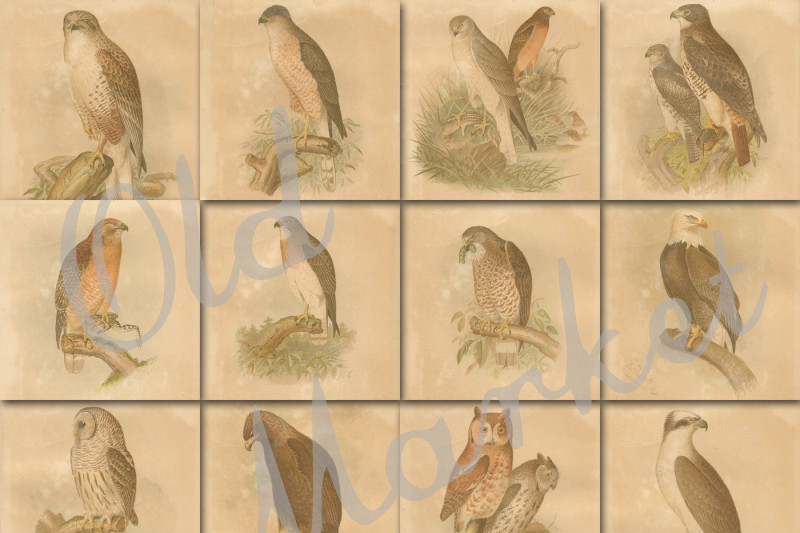 vintage-birds-scientific-plates-digital-paper