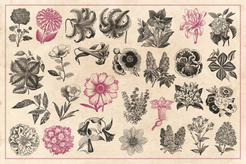 110-vintage-flowers-and-plants-vectors