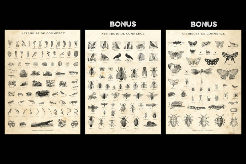 animals-1-bonus