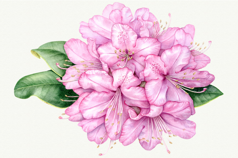 set-of-4-high-quality-watercolor-botanical-prints
