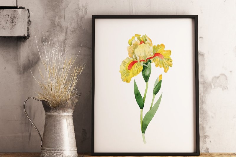 yellow-irises-watercolor-png-clipart