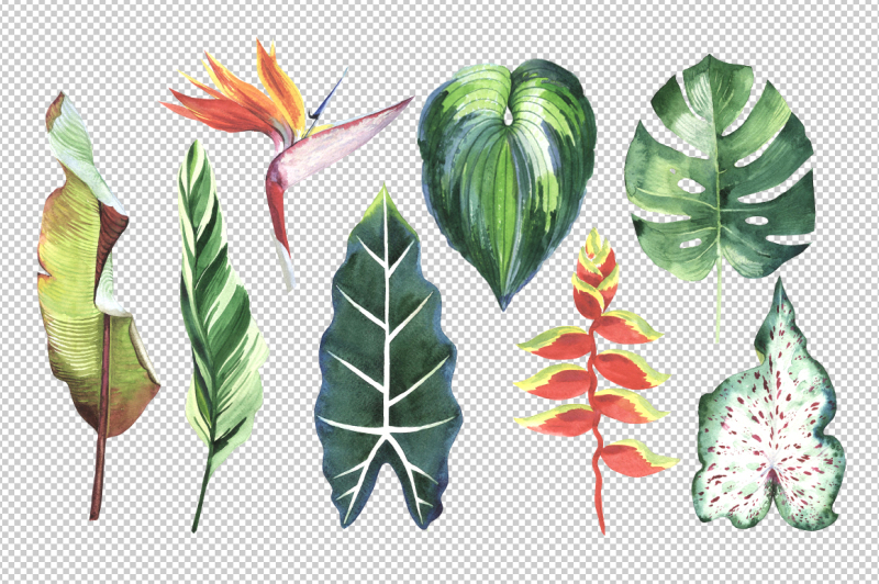 tropical-clipart-png-watercolor