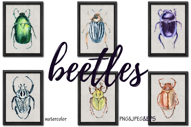 beetles-watercolor-illustration